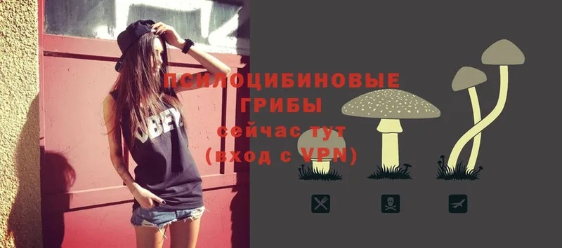 Псилоцибиновые грибы Psilocybe  купить наркотики цена  Новосиль 